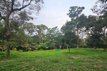 1.969 acres Durian farm at Chenderiang, Tapah Perak