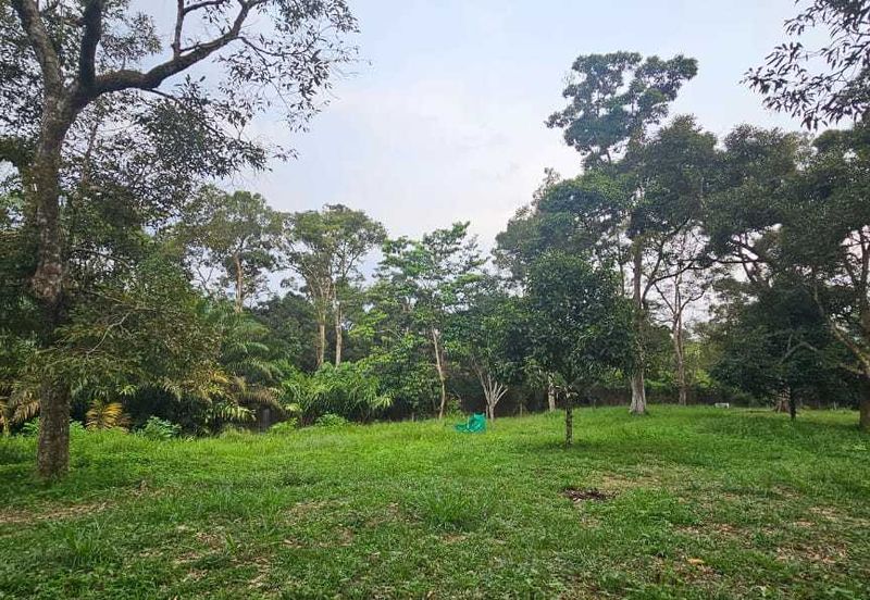 1.969 acres Durian farm at Chenderiang, Tapah Perak