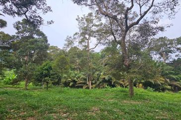 1.969 acres Durian farm at Chenderiang, Tapah Perak