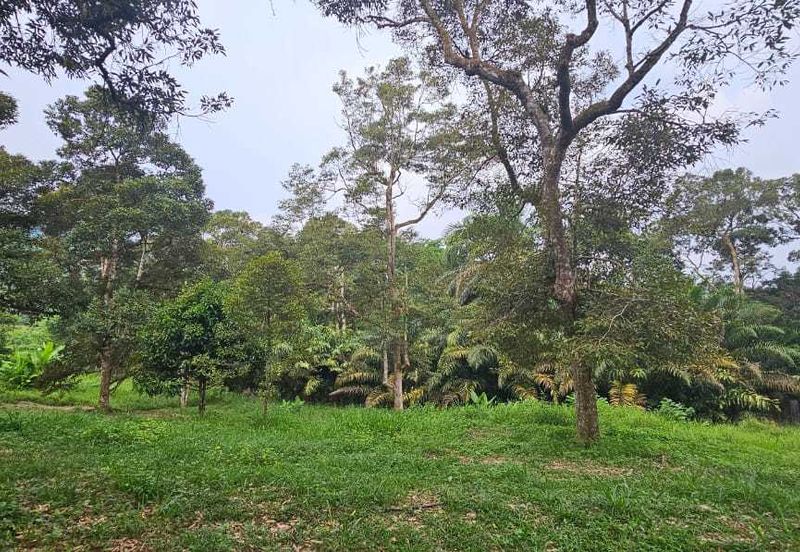 1.969 acres Durian farm at Chenderiang, Tapah Perak