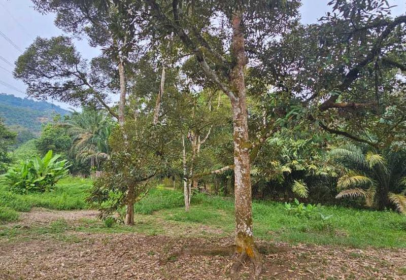 1.969 acres Durian farm at Chenderiang, Tapah Perak