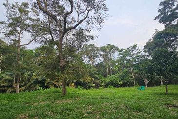 1.969 acres Durian farm at Chenderiang, Tapah Perak