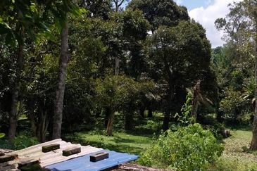 24 acres agricultural land at Tapah,Perak