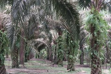 24 acres agricultural land at Tapah,Perak