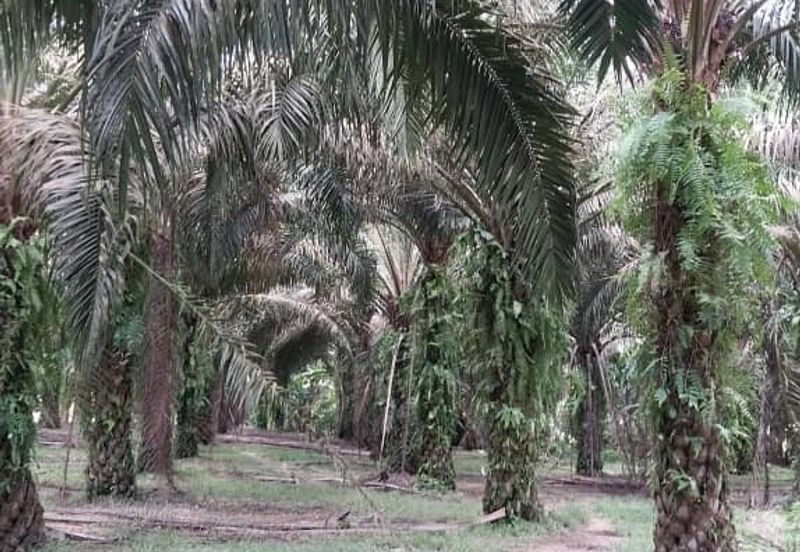 24 acres agricultural land at Tapah,Perak