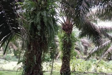 24 acres agricultural land at Tapah,Perak