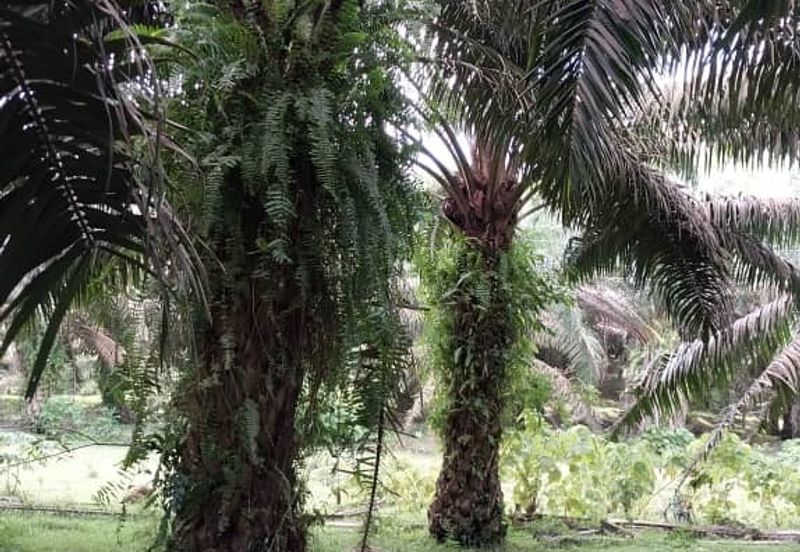 24 acres agricultural land at Tapah,Perak