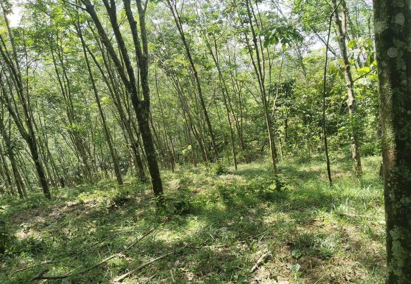 6.975044 acres abandoned rubber estate at Tanjung Tualang, Perak