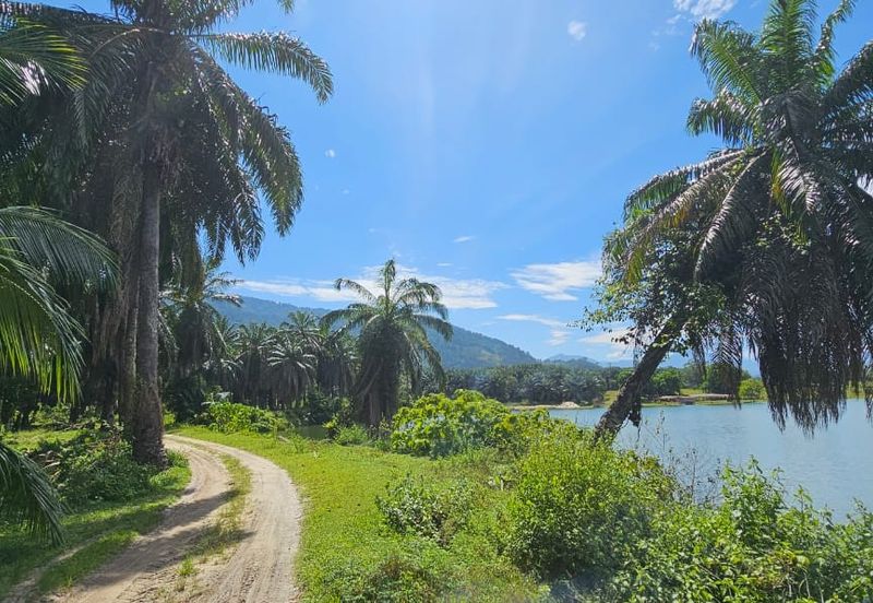 74.71 acres Palm oil land at Temoh, Perak
