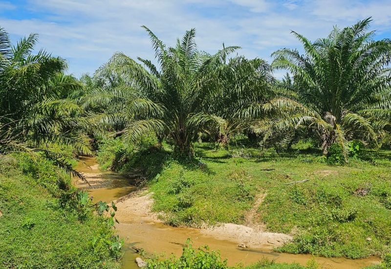 74.71 acres Palm oil land at Temoh, Perak