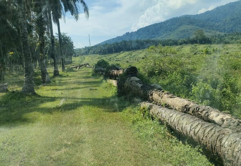 74.71 acres Palm oil land at Temoh, Perak