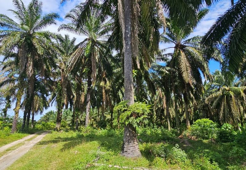 74.71 acres Palm oil land at Temoh, Perak