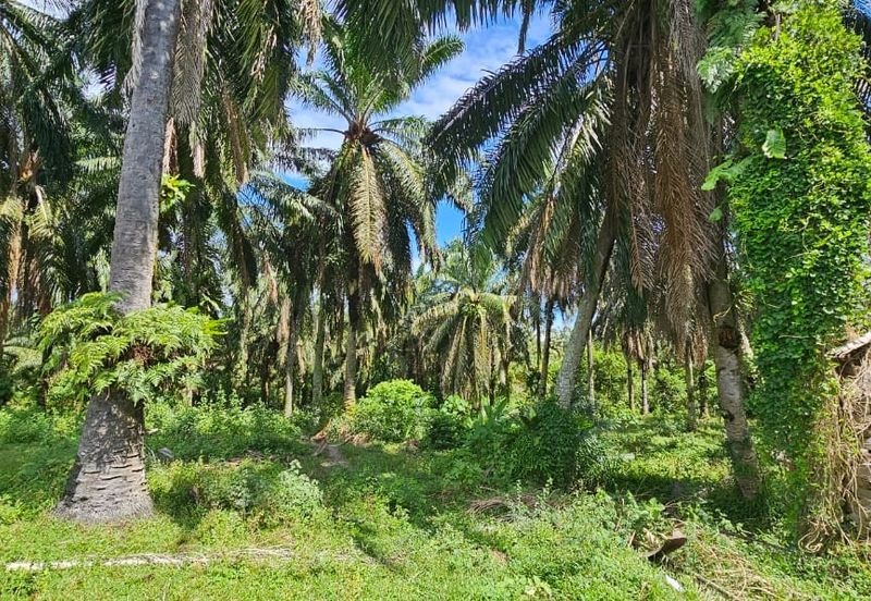 74.71 acres Palm oil land at Temoh, Perak
