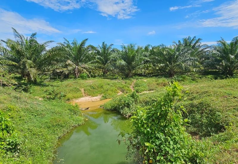 74.71 acres Palm oil land at Temoh, Perak