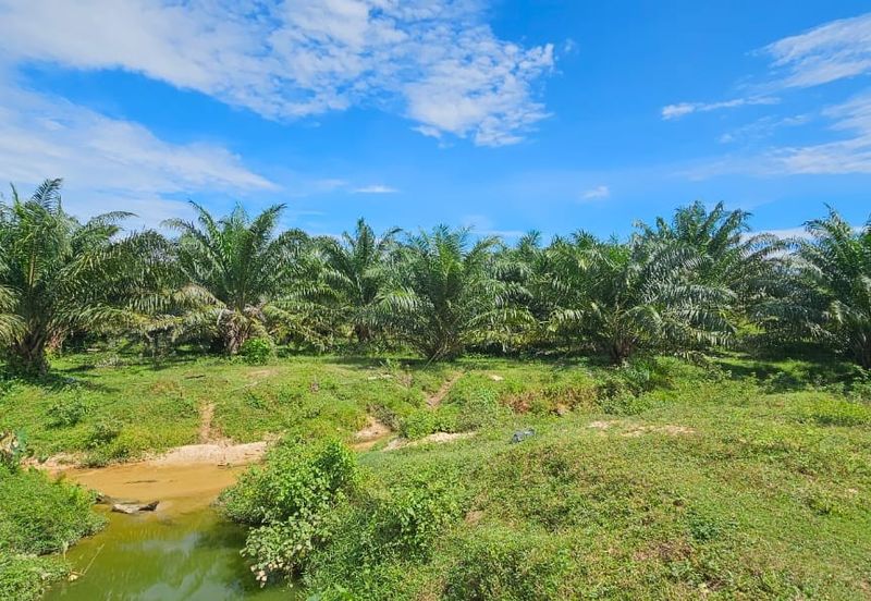 74.71 acres Palm oil land at Temoh, Perak