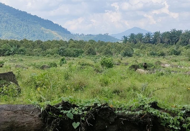 74.71 acres Palm oil land at Temoh, Perak