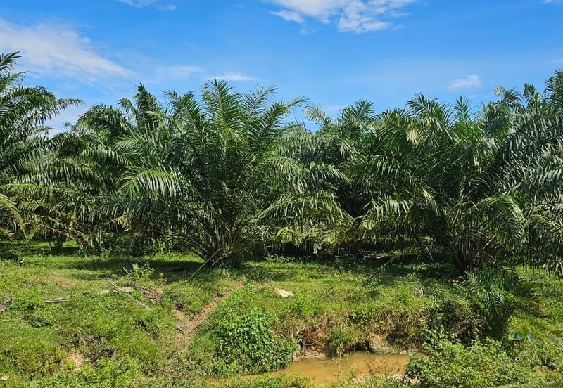 74.71 acres Palm oil land at Temoh, Perak