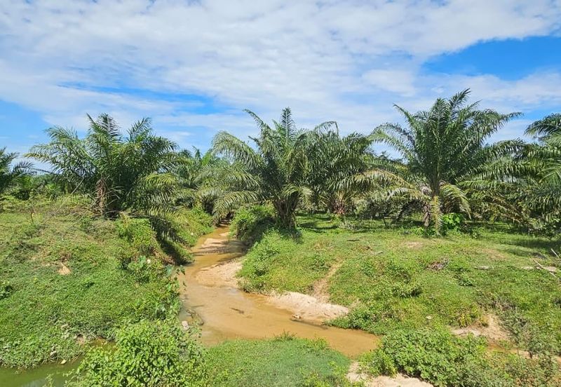 74.71 acres Palm oil land at Temoh, Perak