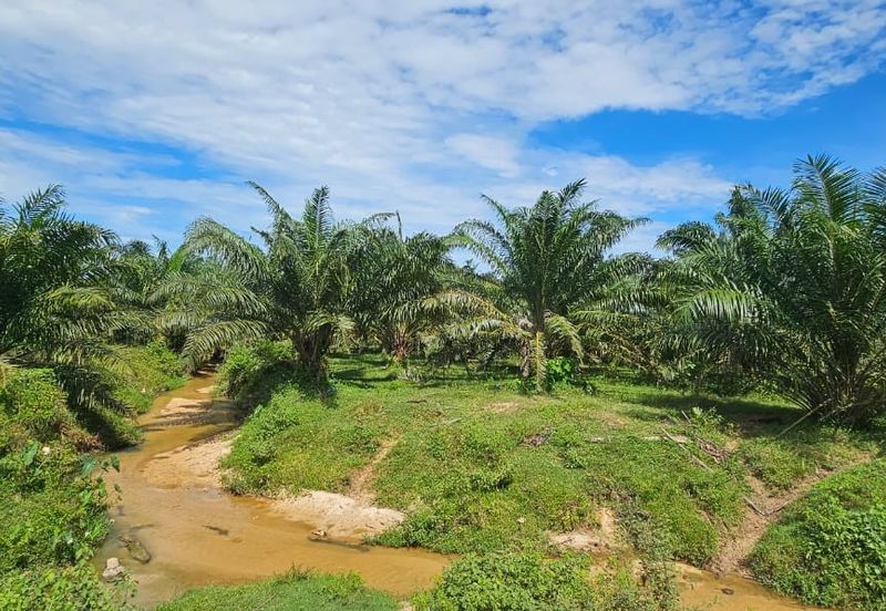 74.71 acres Palm oil land at Temoh, Perak