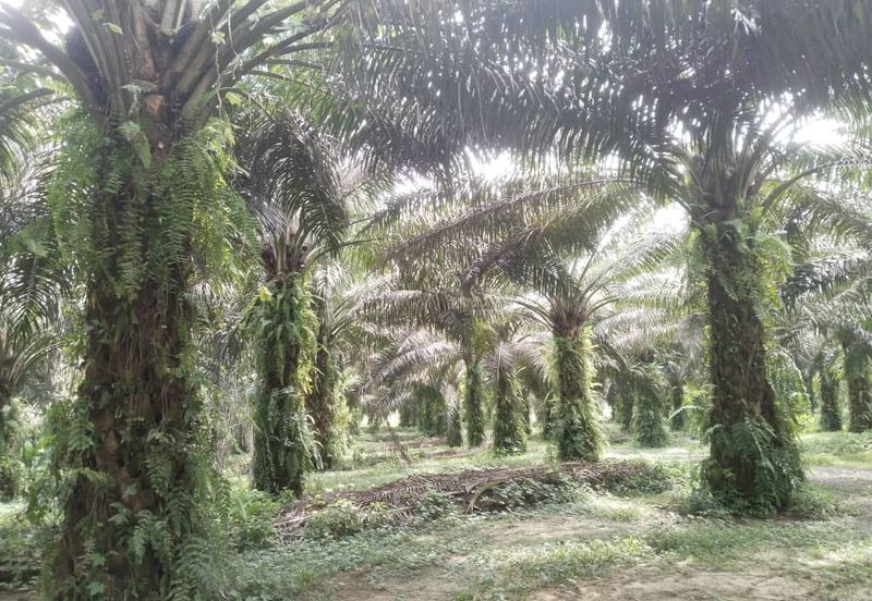 12.1 acres First Lot Industrial Land at Sungkai, Perak