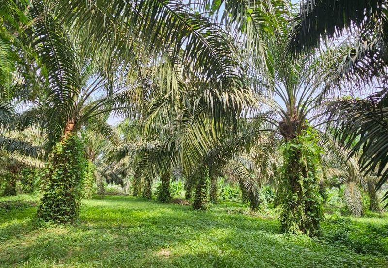 12.1 acres First Lot Industrial Land at Sungkai, Perak