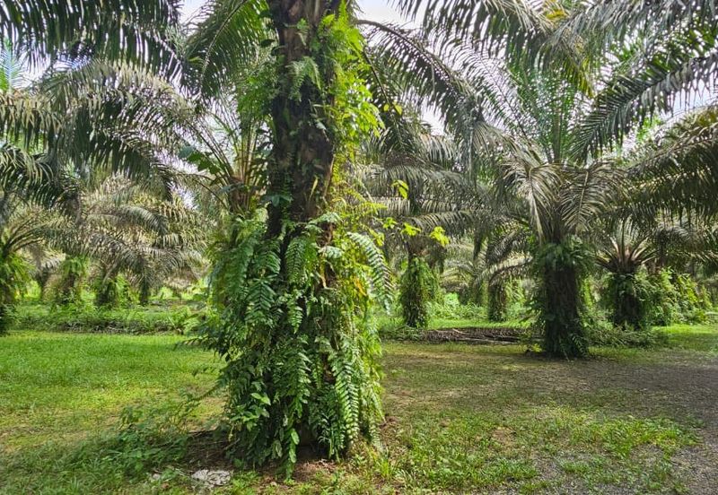 12.1 acres First Lot Industrial Land at Sungkai, Perak