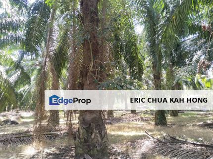 4.27 acres First Lot palm oil land at Parit, Perak, Perak, Parit