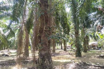 4.27 acres First Lot palm oil land at Parit, Perak