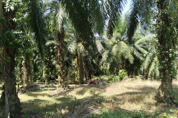 4.27 acres First Lot palm oil land at Parit, Perak