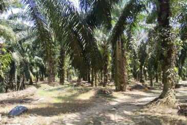 4.27 acres First Lot palm oil land at Parit, Perak