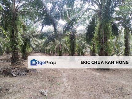 9.79 acres Palm oil Land at Siputeh, Batu Gajah Perak, Perak, Batu Gajah