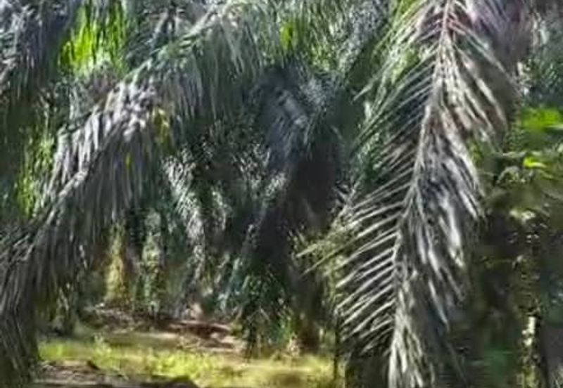 Beruas Perak Oil Palm Land