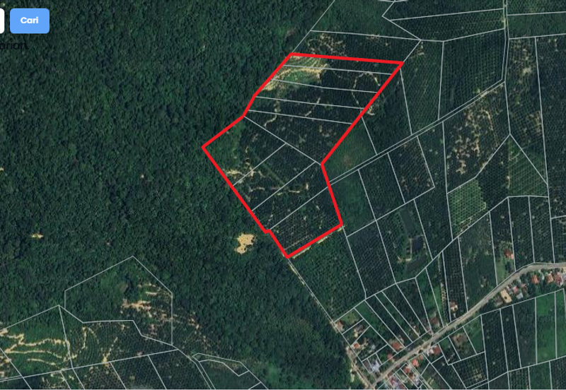 Beruas Perak Oil Palm Land
