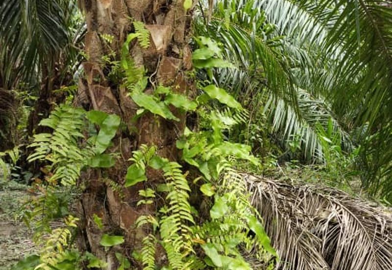 Beruas Perak Oil Palm Land