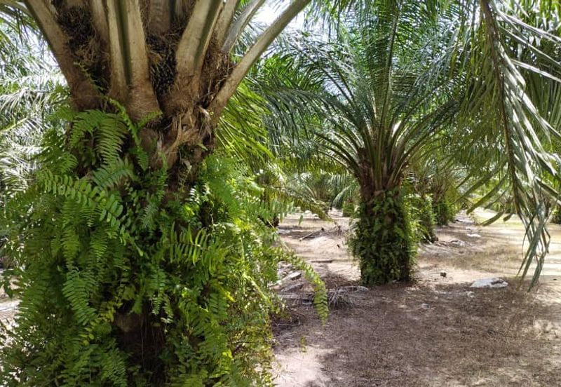 Beruas Perak Oil Palm Land