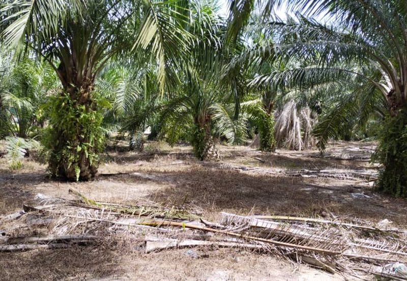 Beruas Perak Oil Palm Land