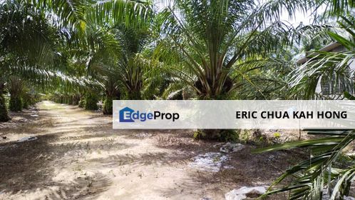 44.14 acres Palm oil land at Beruas, Perak, Beruas