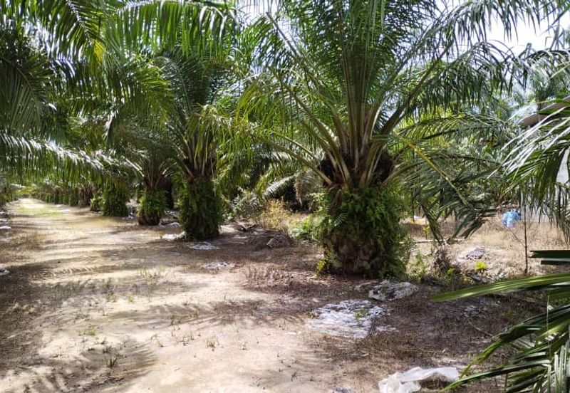 Beruas Perak Oil Palm Land