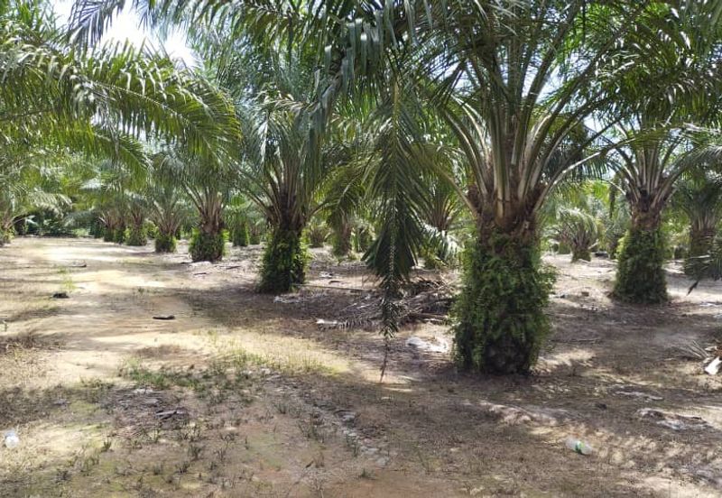 Beruas Perak Oil Palm Land