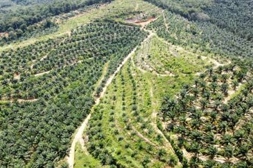 Beruas Perak Oil Palm Land