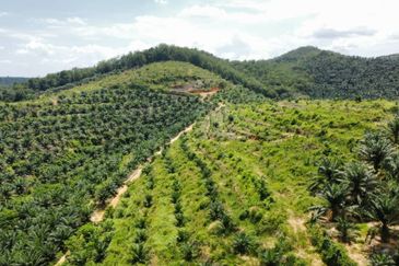Beruas Perak Oil Palm Land