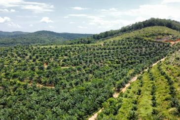 Beruas Perak Oil Palm Land