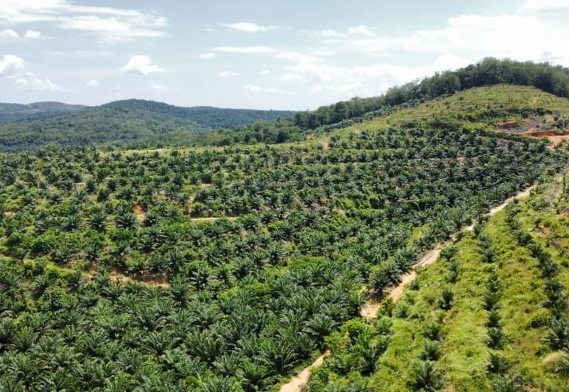 Beruas Perak Oil Palm Land