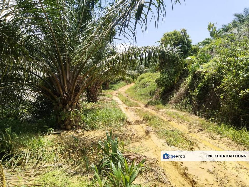 40.8 acres Palm oil land at Beruas, Perak, Perak, Beruas