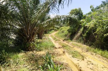 Beruas Perak Oil Palm Land