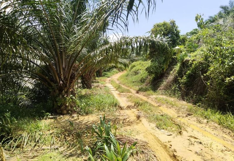 Beruas Perak Oil Palm Land