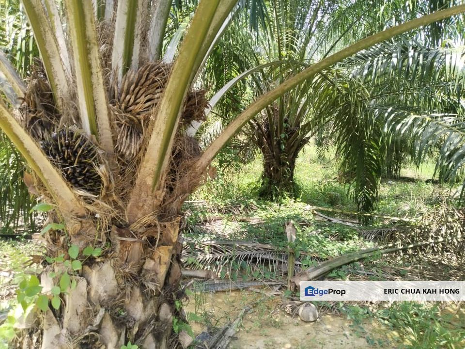 40.8 acres Palm oil land at Beruas, Perak, Perak, Beruas