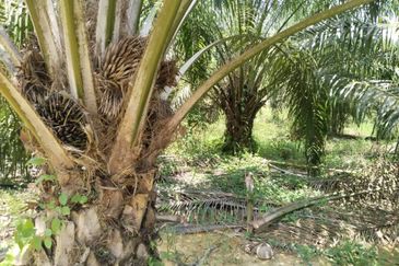 Beruas Perak Oil Palm Land