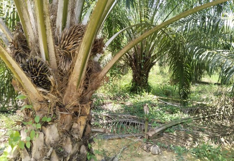 Beruas Perak Oil Palm Land