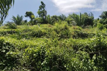 Beruas Perak Oil Palm Land